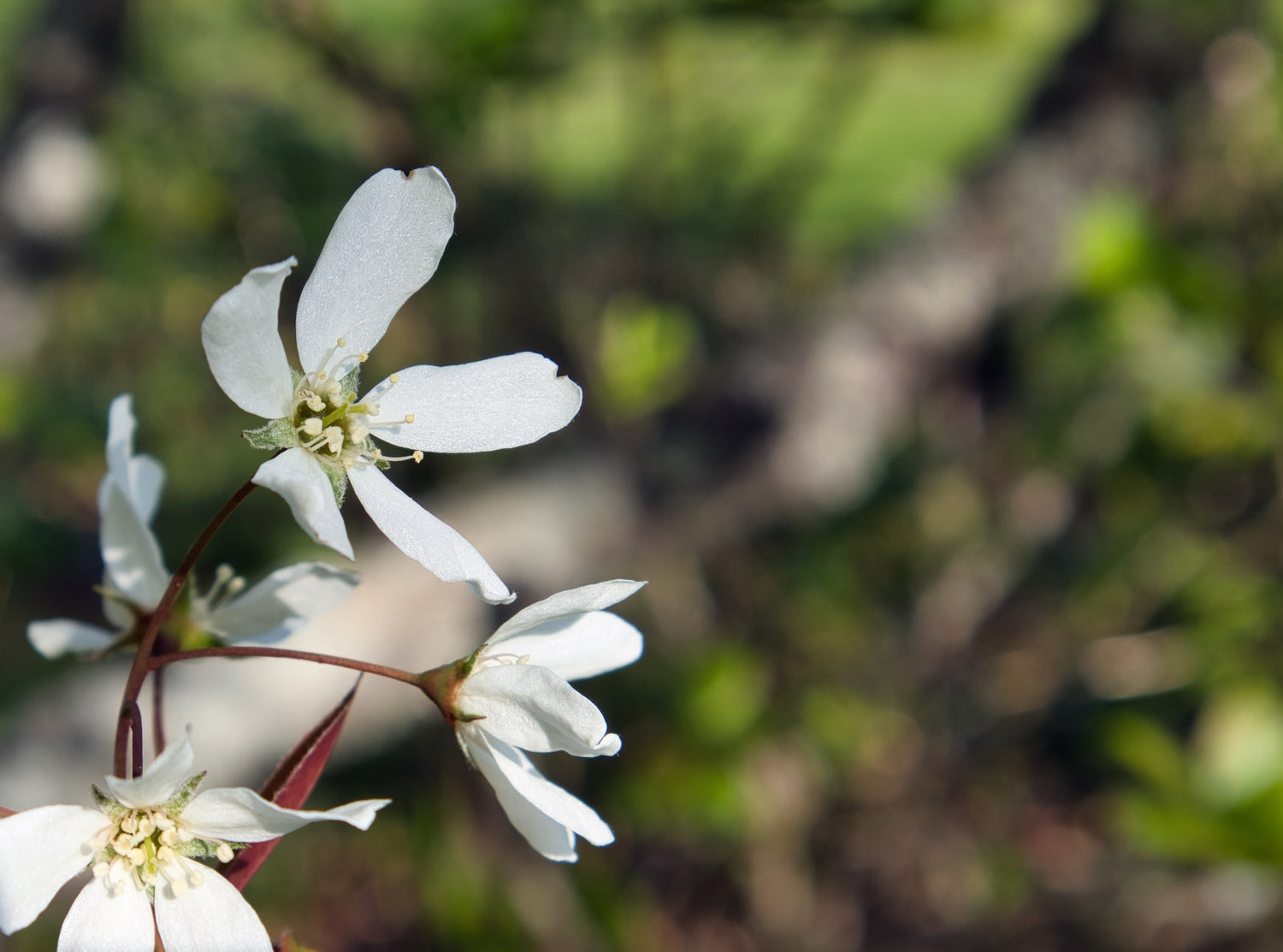 AMELANCHIER X GRANDIFLORA PRINCESS DIANA / PRINCESS DIANA SERVICEBERRY