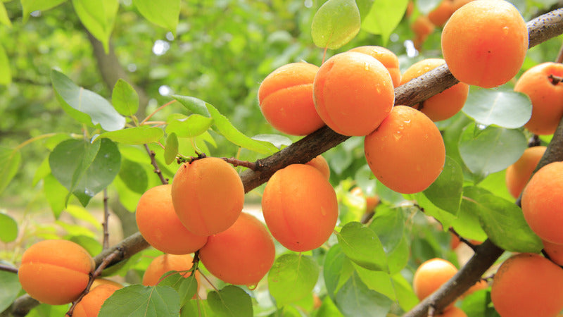 APRICOT MOORPARK / MOORPARK APRICOT