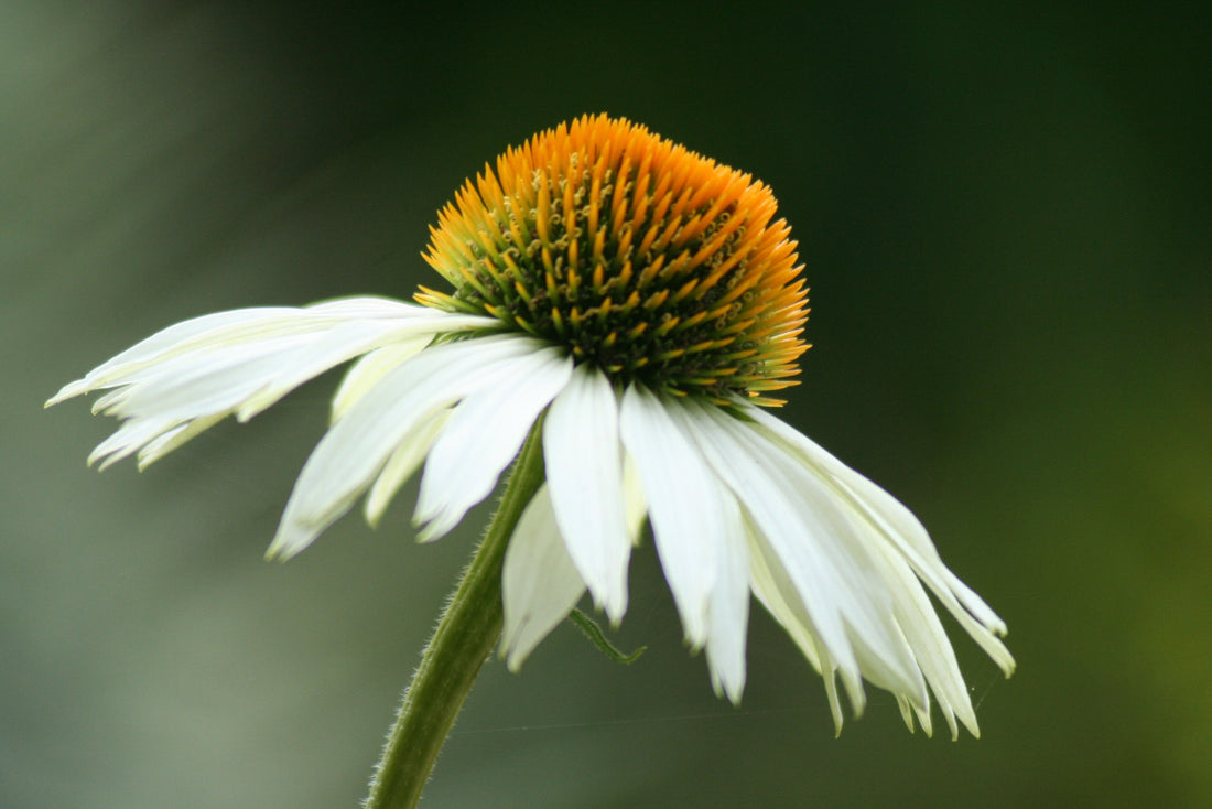 ECHINACEA SOMBRERO BLANCO / SOMBRERO BLANCO CONEFLOWER