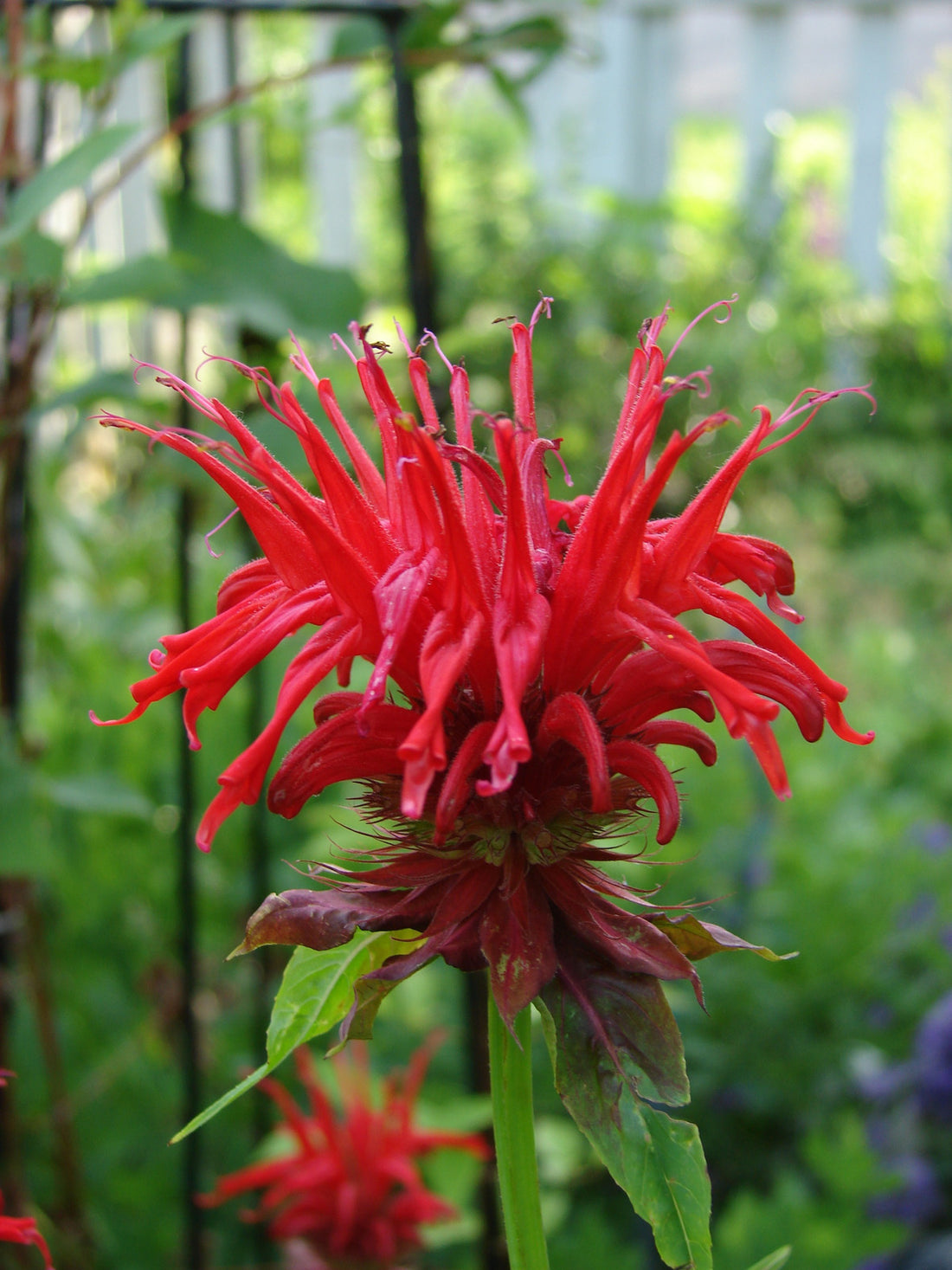 MONARDA JACOB CLINE / JACOB CLINE BEEBALM