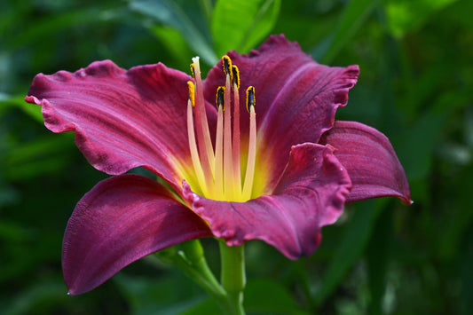 HEMEROCALLIS PURPLE D'ORO / DAYLILY