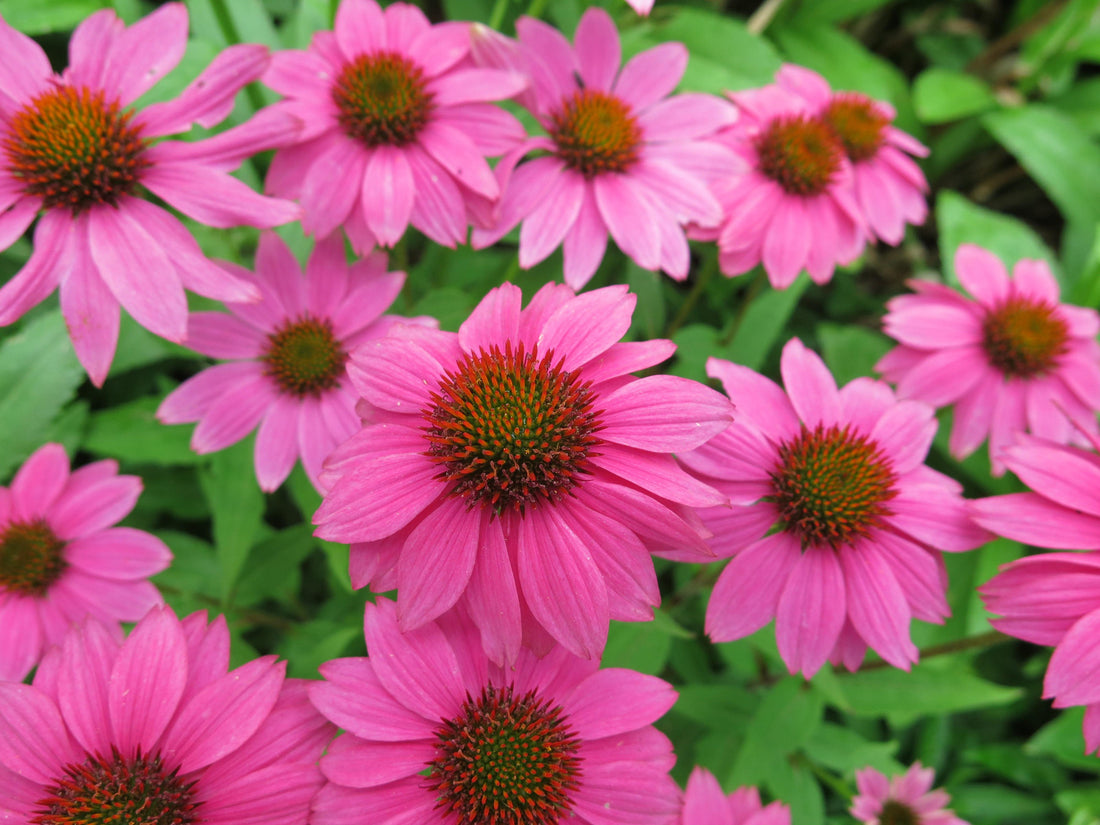 ECHINACEA DELICIOUS CANDY / DELICIOUS CANDY CONEFLOWER