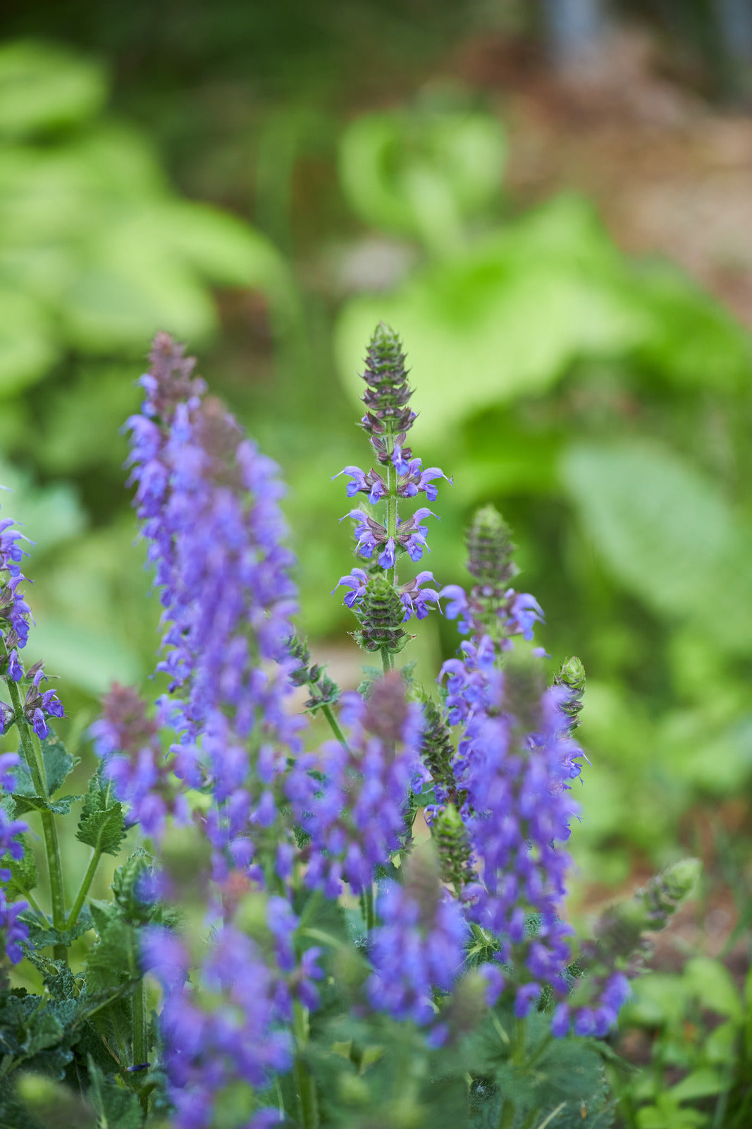 SALVIA NEMOROSA BLUE MARVEL / MEADOW SAGE