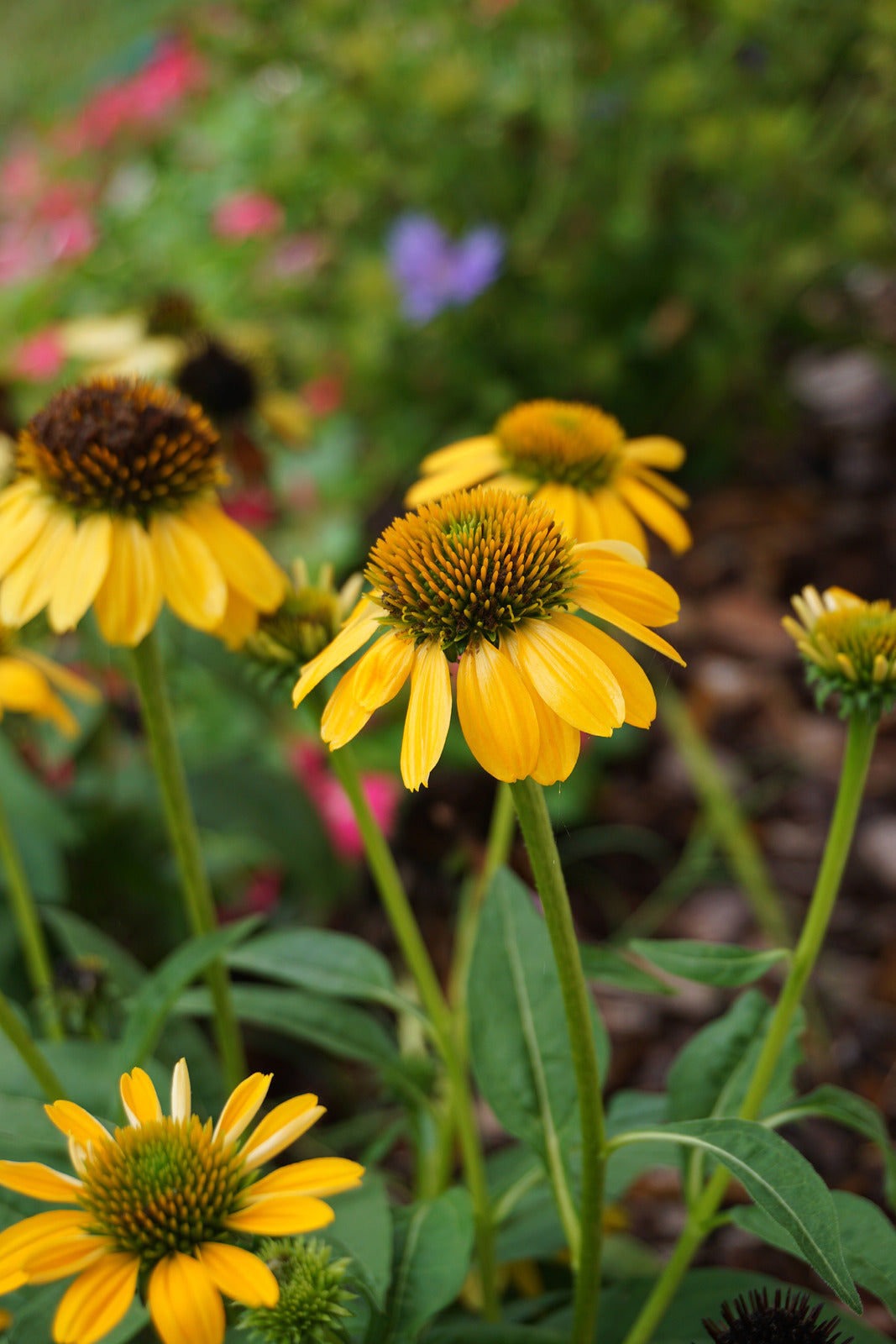 ECHINACEA X KISMET YELLOW / YELLOW CONEFLOWER