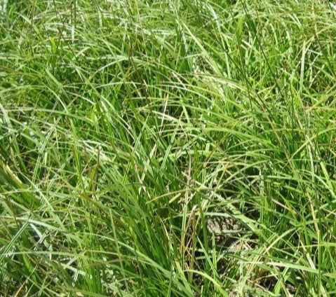 CAREX STIPATA / AWL FRUITED SEDGE
