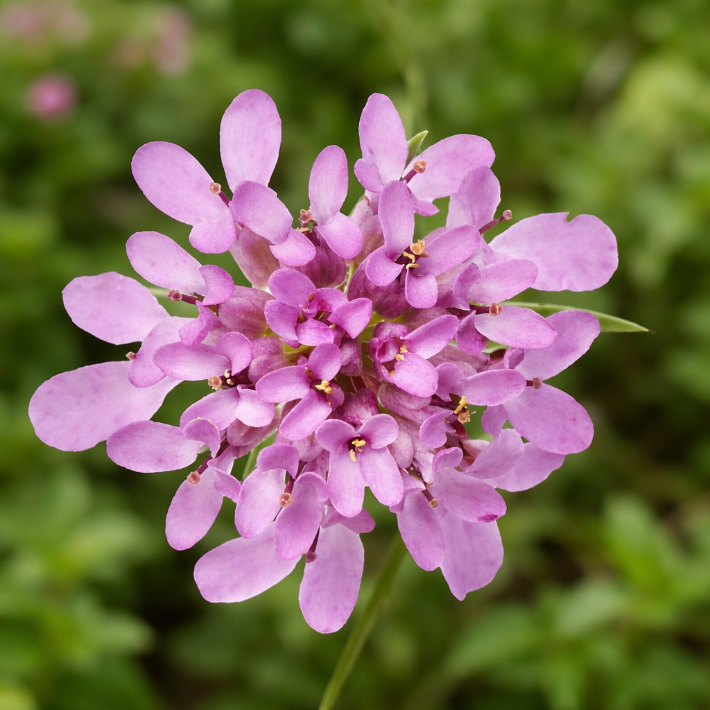 IBERIS X MERMAID LAVENDER / MERMAID LAVENDER CANDYTUFT