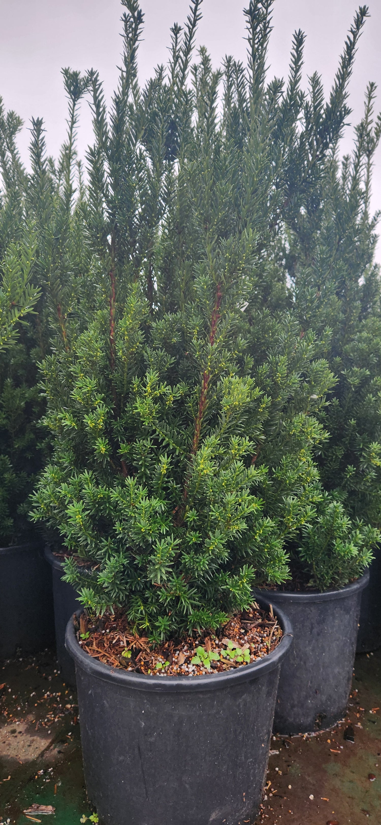 TAXUS X MEDIA HILLII / HILL&