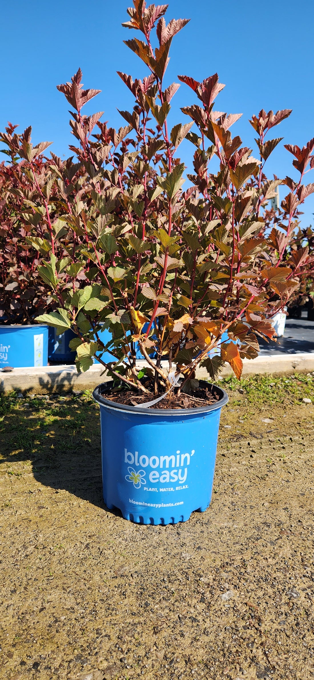 PHYSOCARPUS OPULIFOLIUS SAVANNAH SUNSET™ / SAVANNAH SUNSET™ NINEBARK