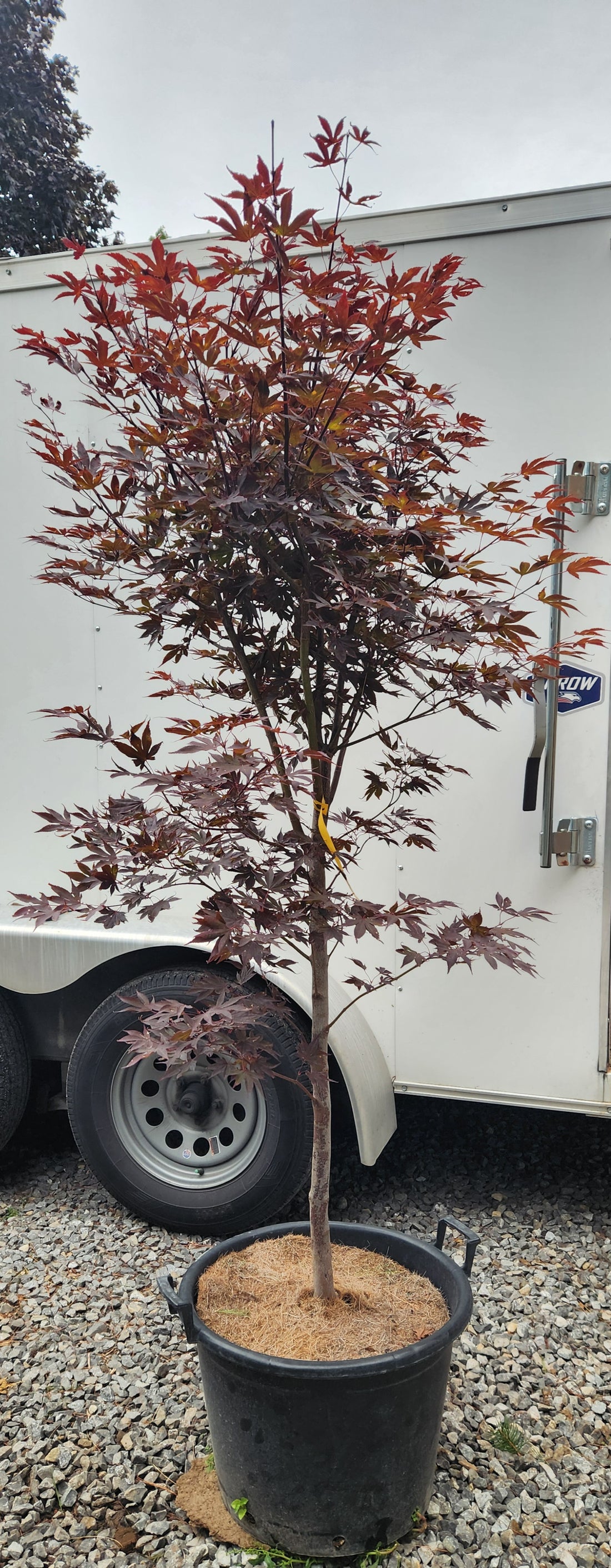 ACER PALMATUM FIREGLOW / FIREGLOW JAPANESE MAPLE