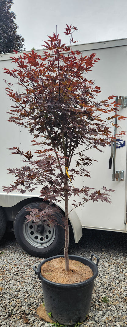 ACER PALMATUM FIREGLOW / FIREGLOW JAPANESE MAPLE