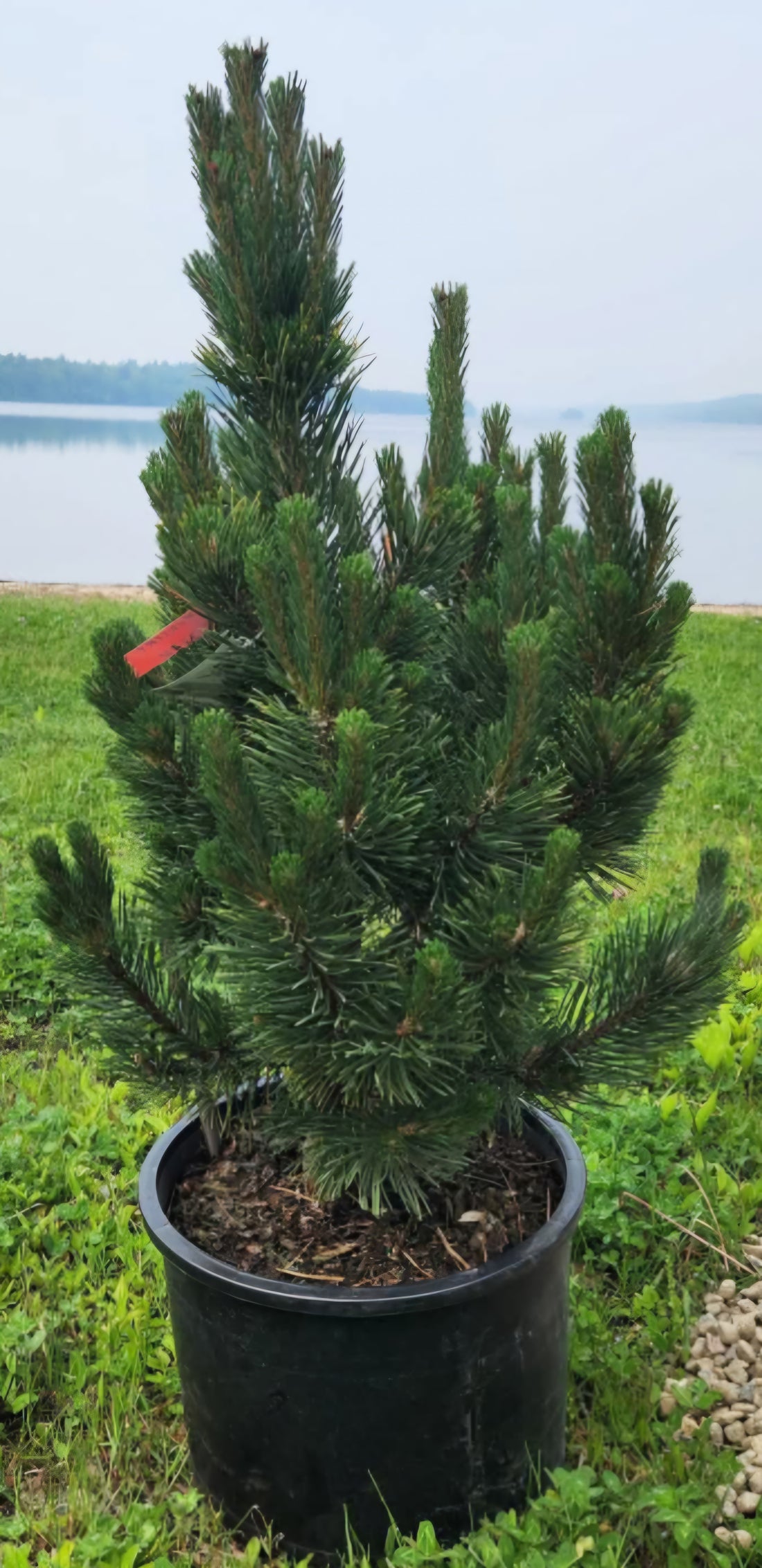 PINUS MUGHO TANNENBAUM / TANNENBAUM MUGO PINE