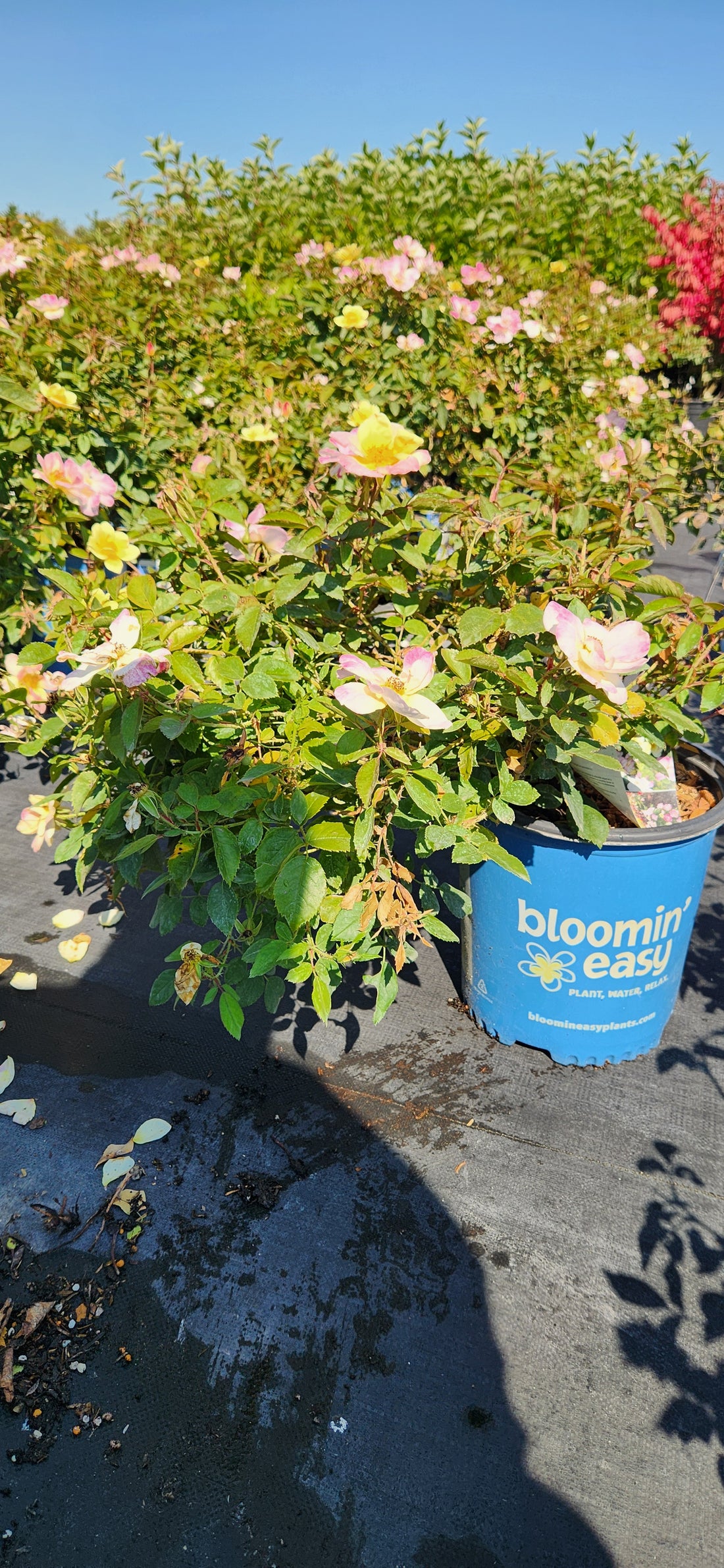 ROSA PEACH LEMONADE® / PEACH LEMONADE® ROSE