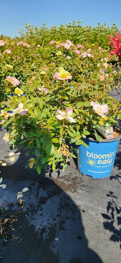 ROSA PEACH LEMONADE® / PEACH LEMONADE® ROSE