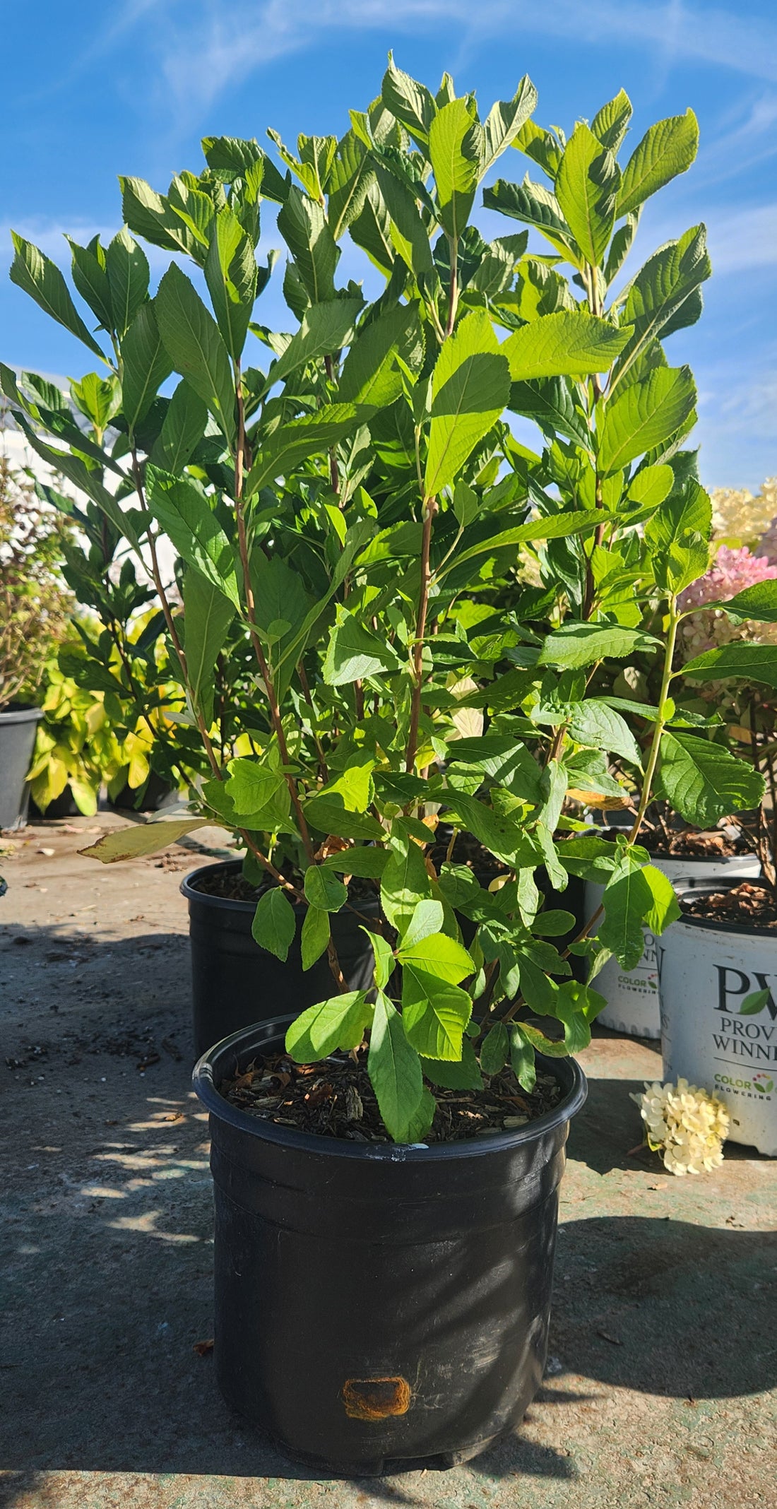 CLETHRA ALNIFOLIA RUBY SPICE / SUMMERSWEET