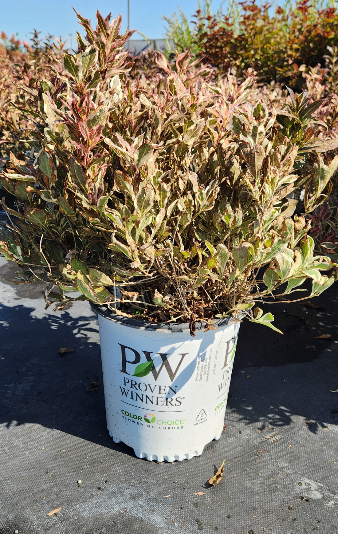 WEIGELA FLORIDA MY MONET™ PURPLE EFFECT / MY MONET™ PURPLE EFFECT WEIGELA