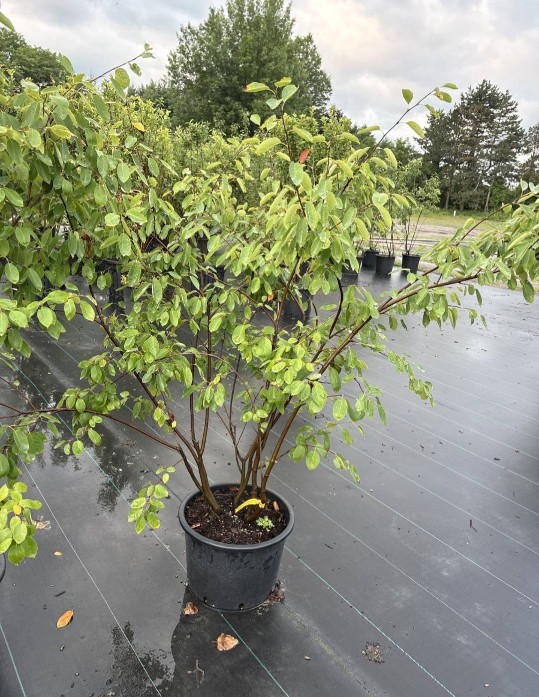 AMELANCHIER X GRANDIFLORA AUTUMN BRILLIANCE / AUTUMN BRILLIANCE SERVICEBERRY