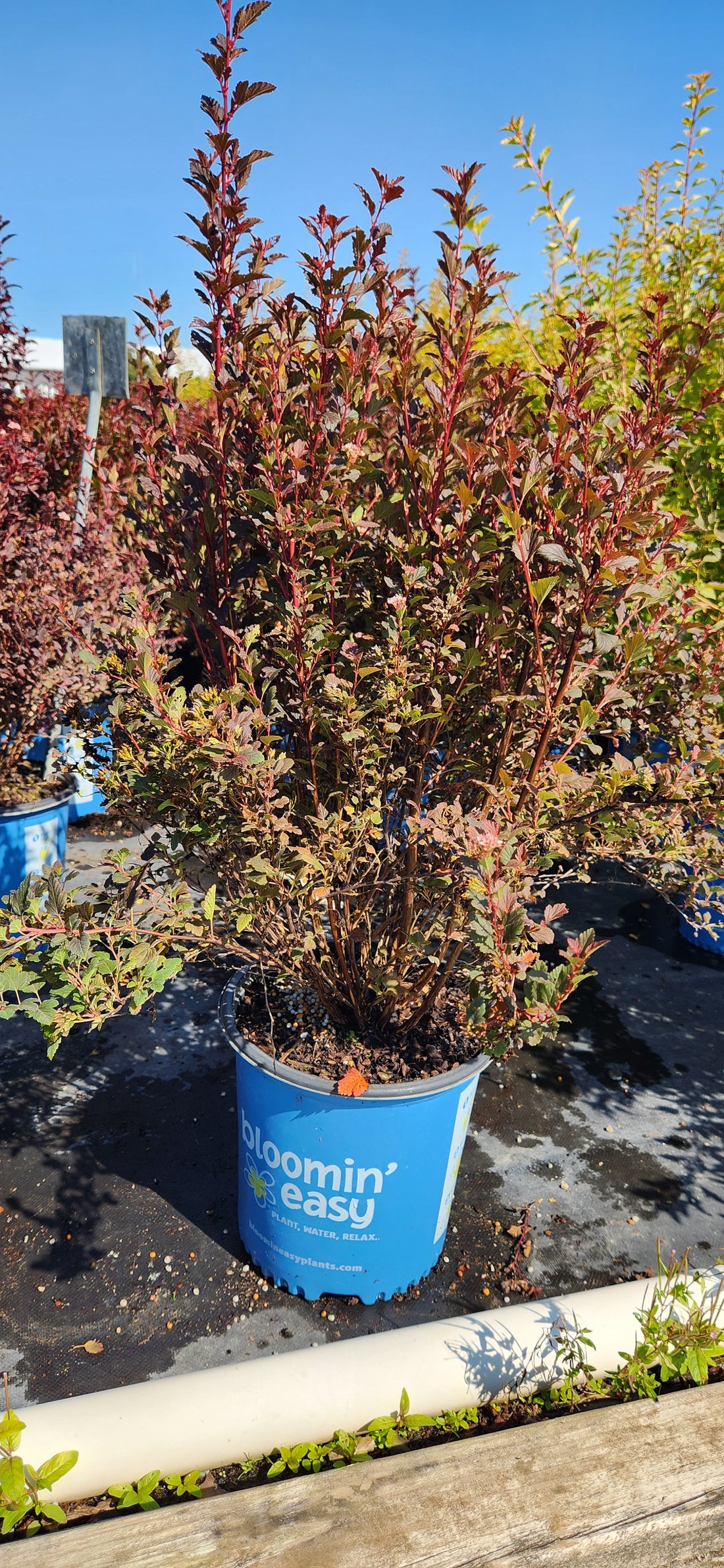 PHYSOCARPUS OPULIFOLIUS CALICO KITTY™ / CALICO KITTY™ NINEBARK