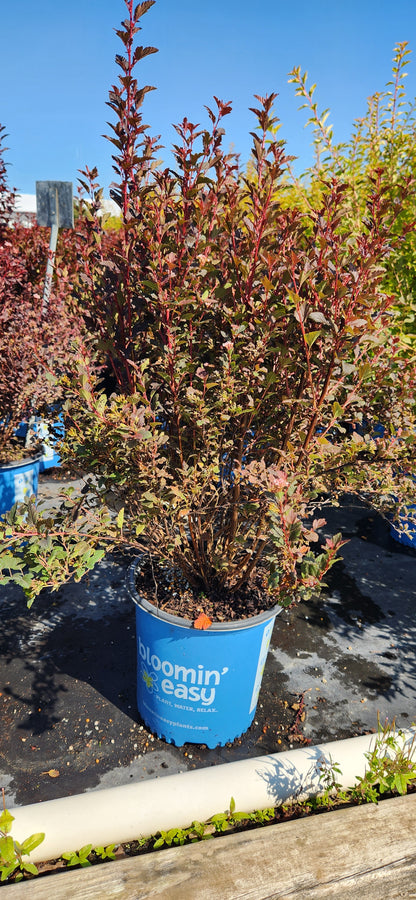 PHYSOCARPUS OPULIFOLIUS CALICO KITTY™ / CALICO KITTY™ NINEBARK