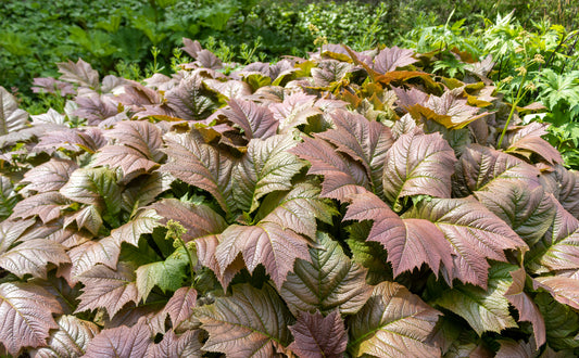 RODGERSIA X BRONZE PEACOCK / ROGER'S FLOWER