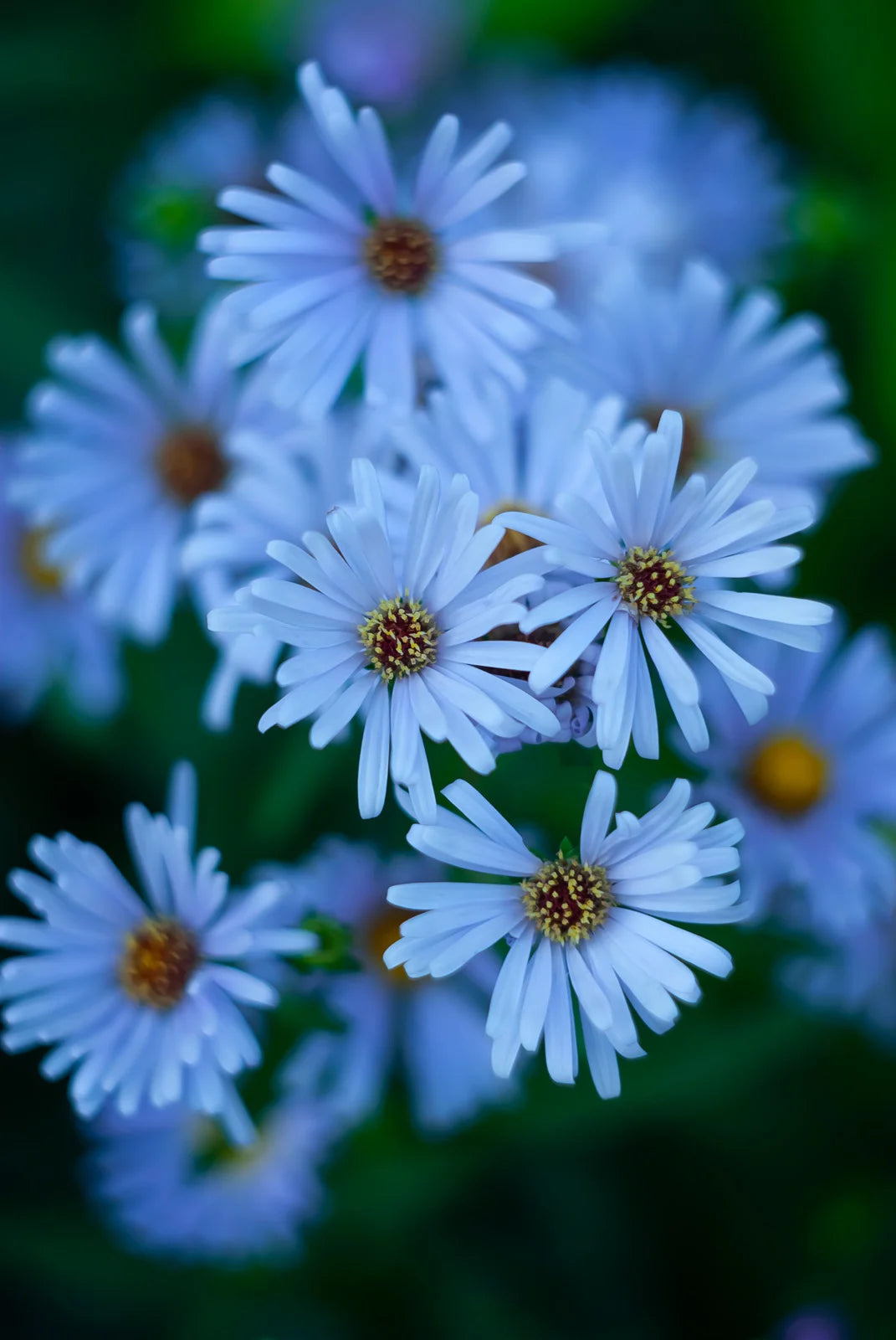 ASTER OOLENTANGIENSIS / SKY BLUE ASTER