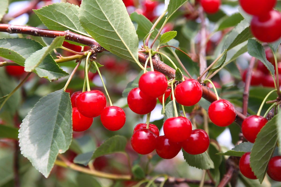 CHERRY MONTMORENCY / MONTMORENCY CHERRY