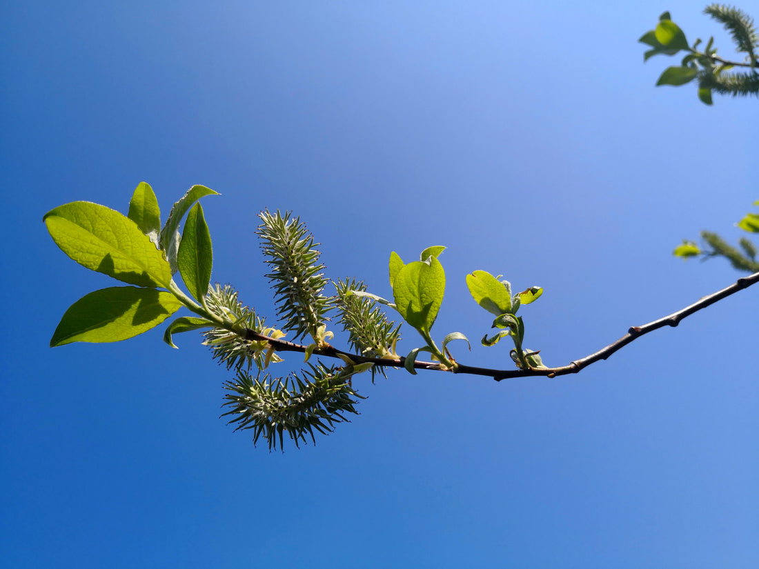 SALIX BEBBIANA / BEAKED WILLOW