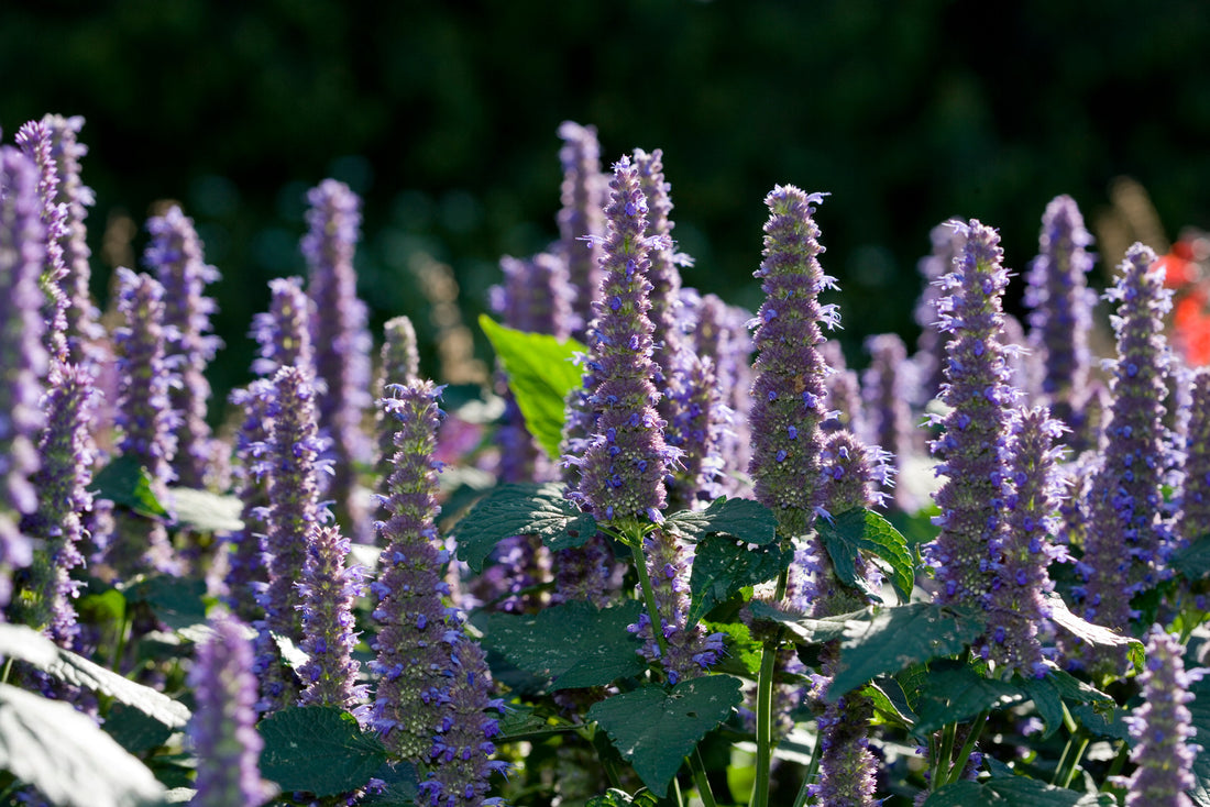 AGASTACHE FOENICULUM / ANISE HYSSOP