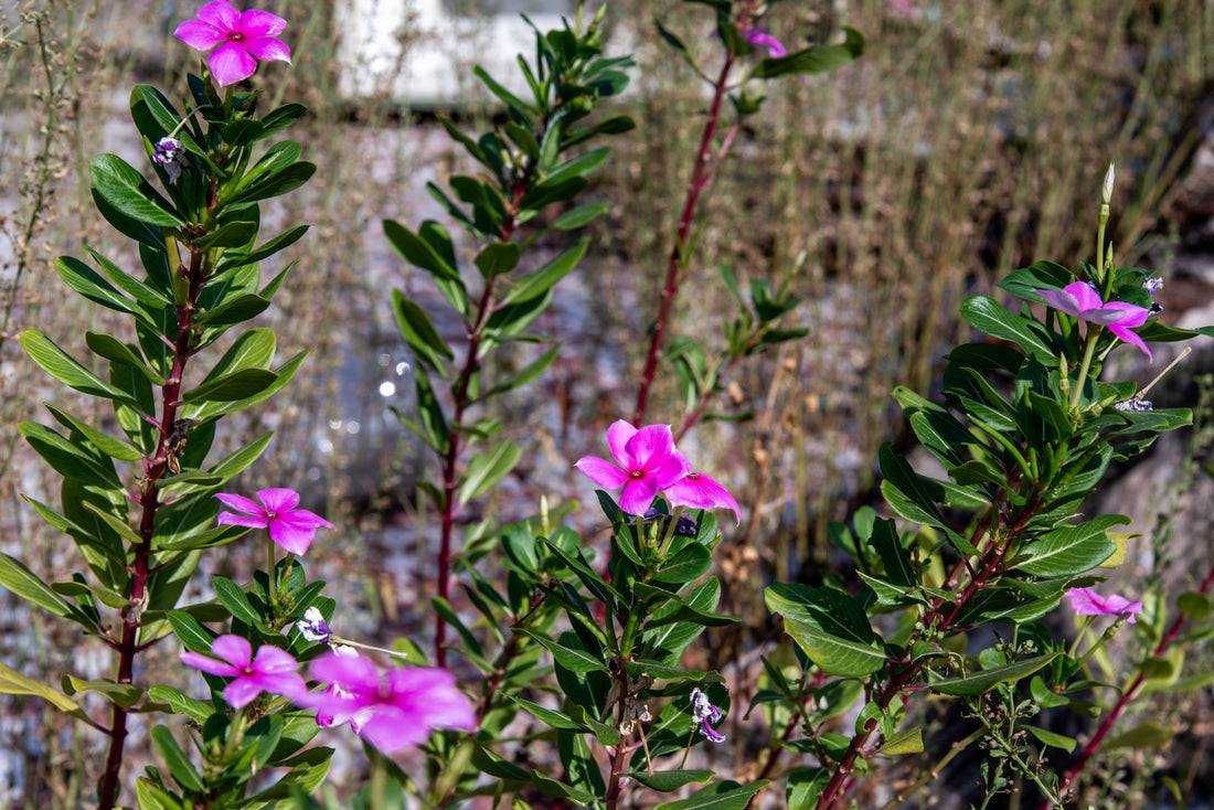 PHLOX PANICULATA PURPLE FLAME™ / PURPLE FLAME™ PHLOX