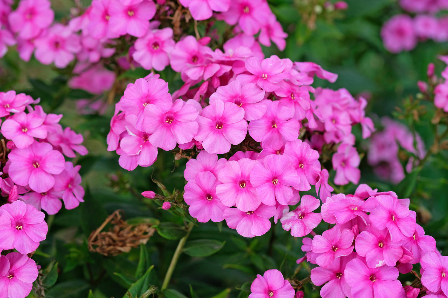 PHLOX PANICULATA PINK FLAME™ / PINK FLAME™ PHLOX