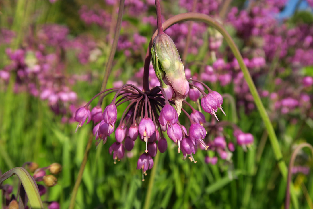 ALLIUM CERNUUM / NODDING ONION