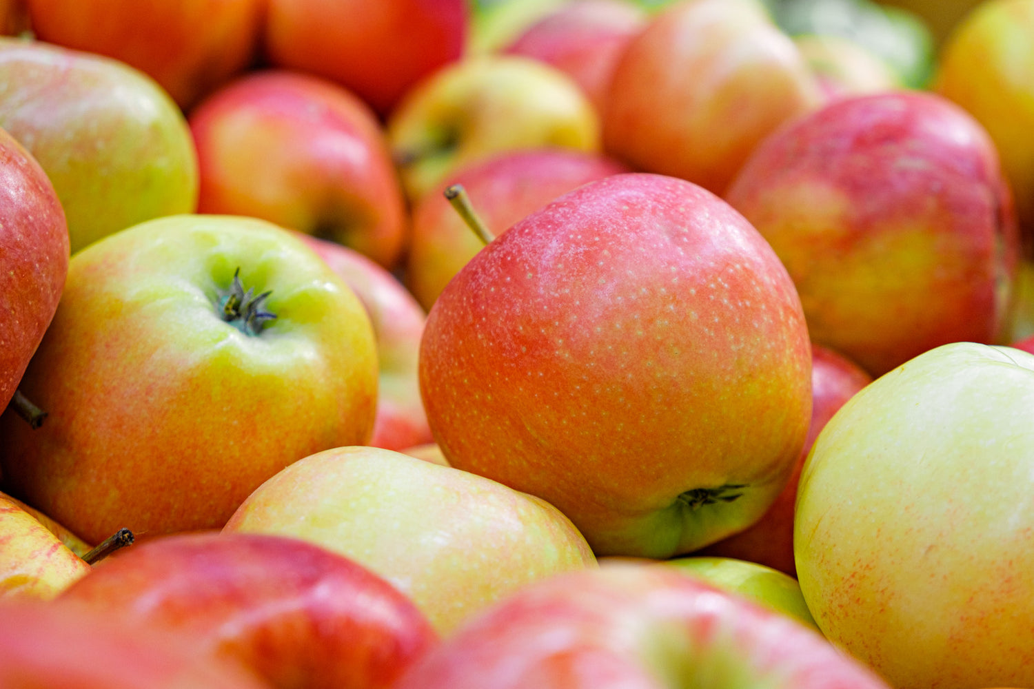 APPLE JONAGOLD / JONAGOLD APPLE