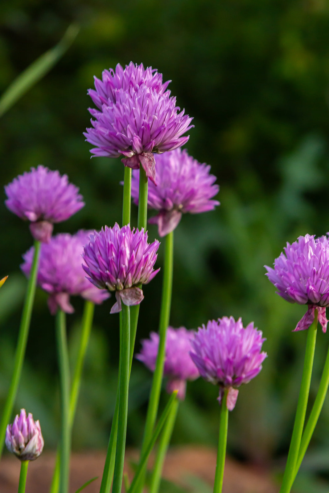 ALLIUM SCHOENOPRASUM / WILD CHIVES