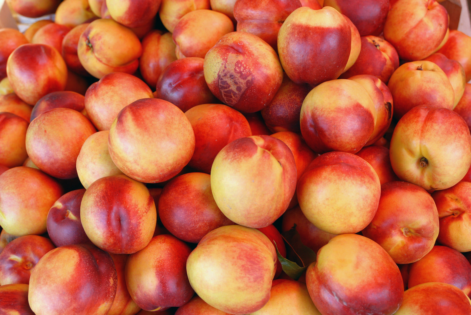 NECTARINE HARDIRED / HARDIRED NECTARINE