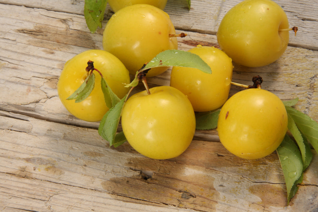 PLUM SHIRO / SHIRO PLUM