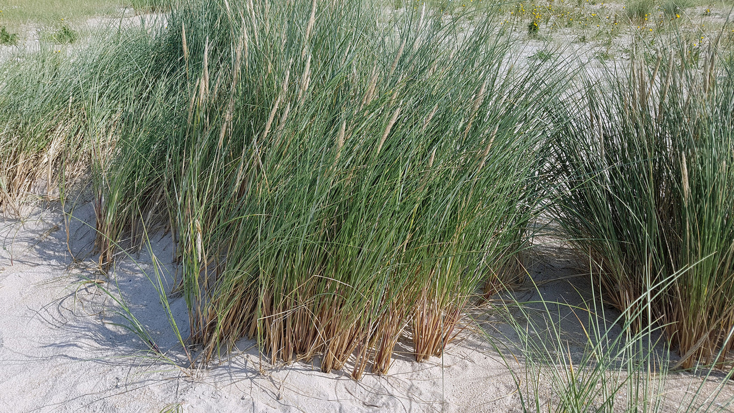 AMMOPHILA BREVILIGULATA / AMERICAN BEACH GRASS