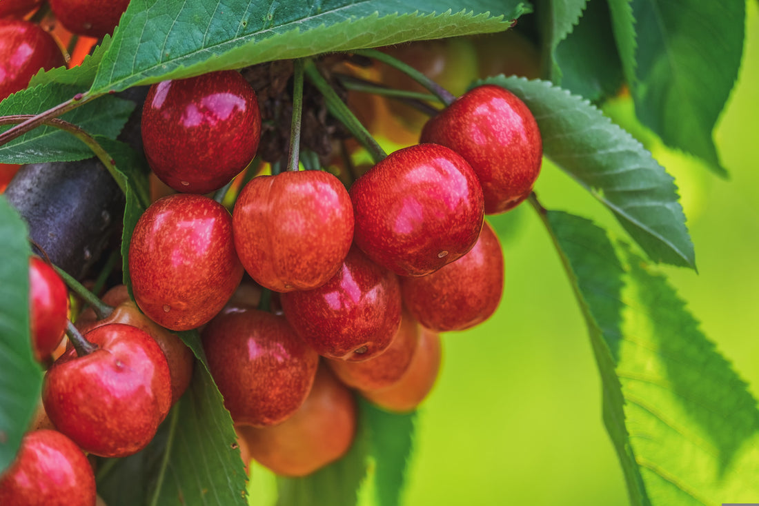 CHERRY BING / BING CHERRY