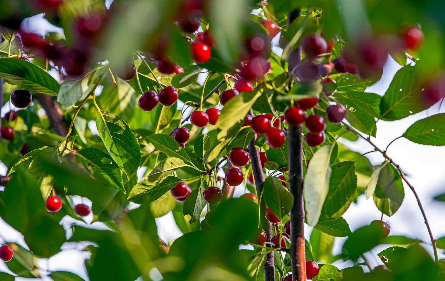 CHERRY-SHRUB CUPID / CUPID CHERRY