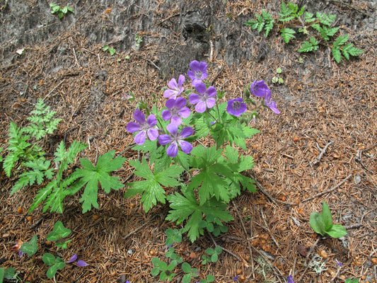 GERANIUM PRATENSE NEW DIMENSION / MEADOW CRANESBILL