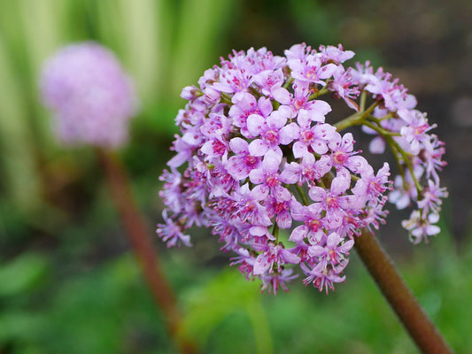 DARMERA PELTATA / UMBRELLA PLANT