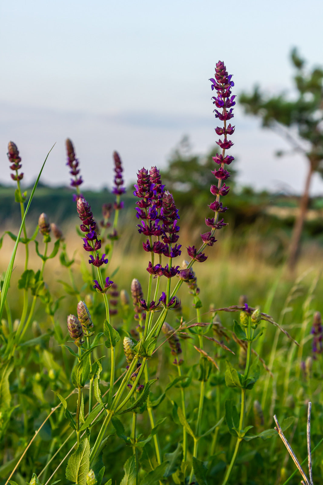 SALVIA NEMOROSA NEW DIMENSION ROSE / PERENNIAL SAGE