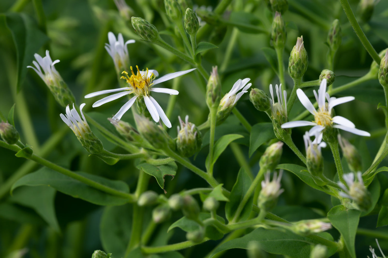 ASTER MACROPHYLLUS / BIG LEAF ASTER