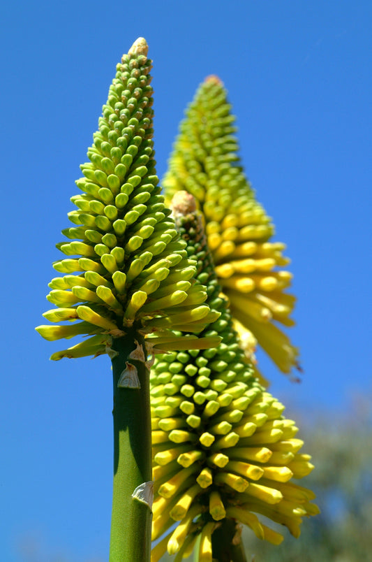 KNIPHOFIA X LEMON POPSICLE / RED HOT POKER