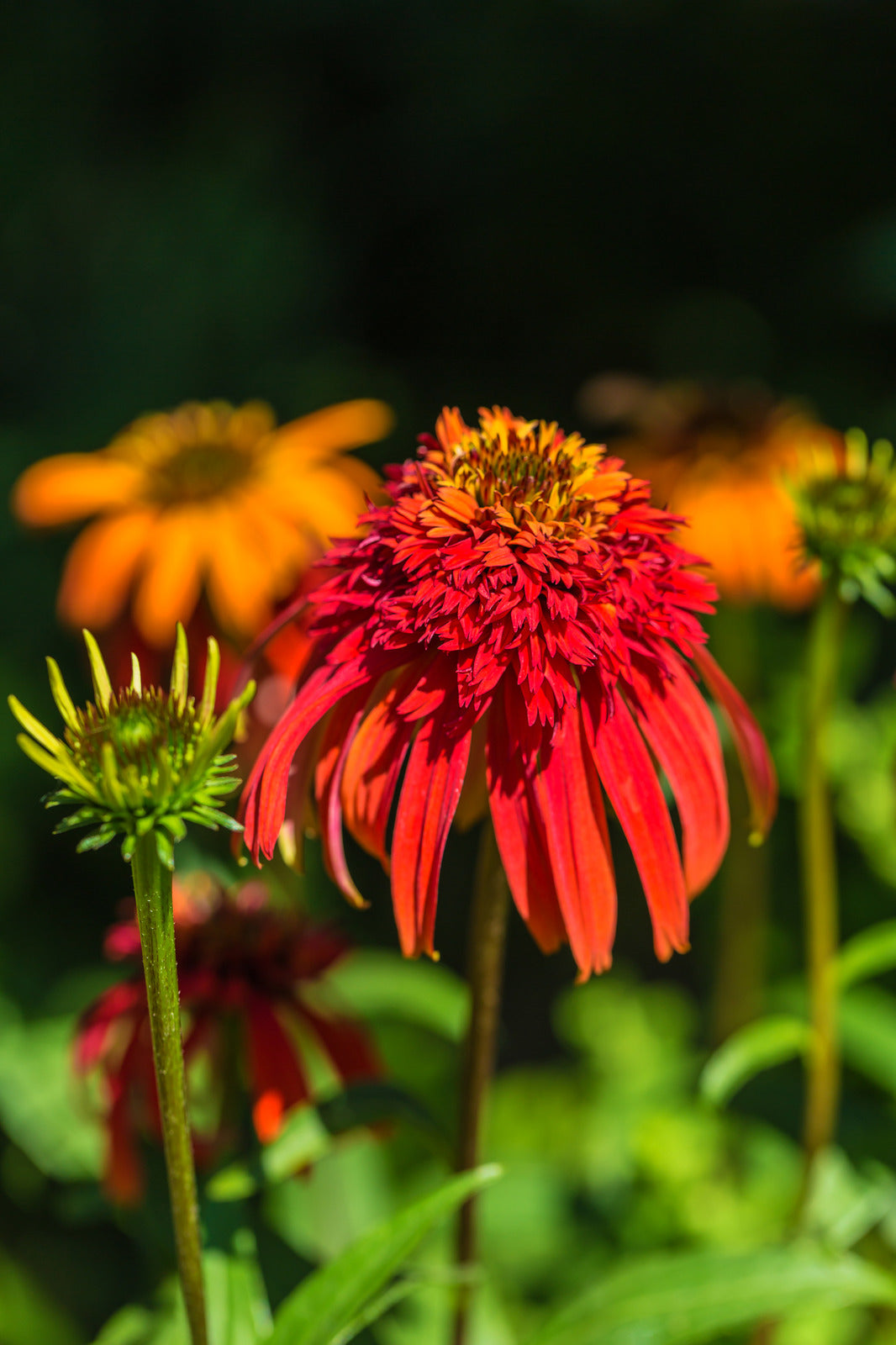 ECHINACEA X HOT PAPAYA / HOT PAPAYA CONEFLOWER