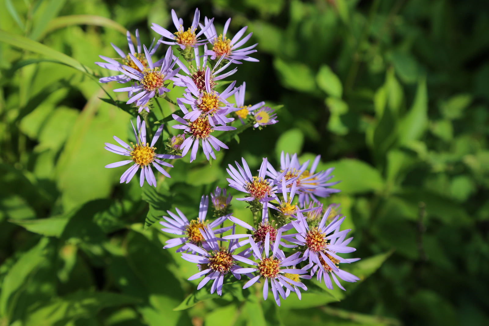 ASTER OOLENTANGIENSIS / SWAMP ASTER