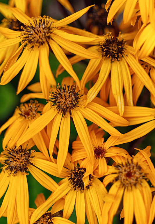 LIGULARIA DENTATA DESDEMONA / BIGLEAF LIGULARIA