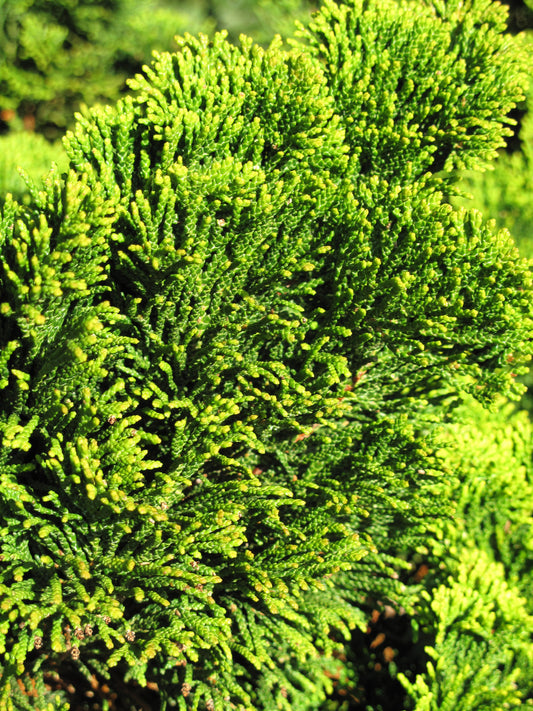 CHAMAECYPARIS OBTUSA AUREA / GOLDEN HINOKI FALSECYPRESS