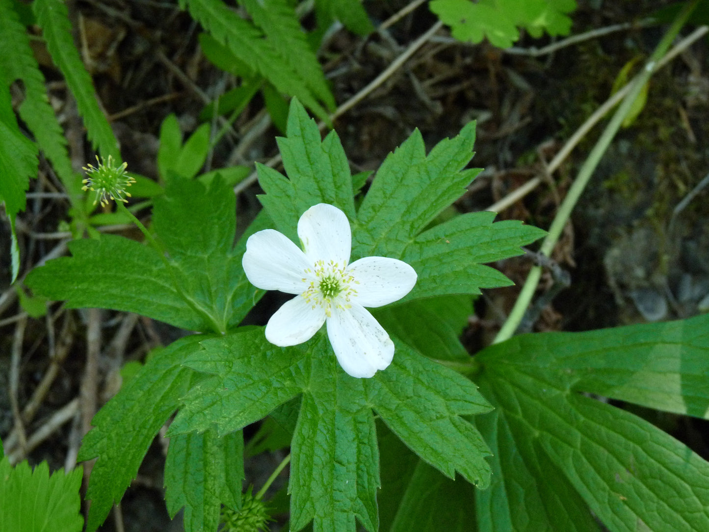 ANEMONE CANADENSIS / CANADA ANEMONE