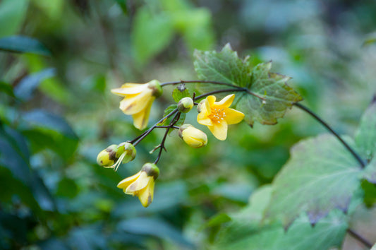 KIRENGESHOMA PALMATA / YELLOW WAX BELLS