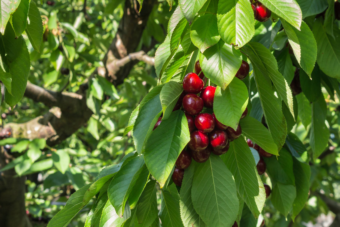 CHERRY VAN / VAN CHERRY