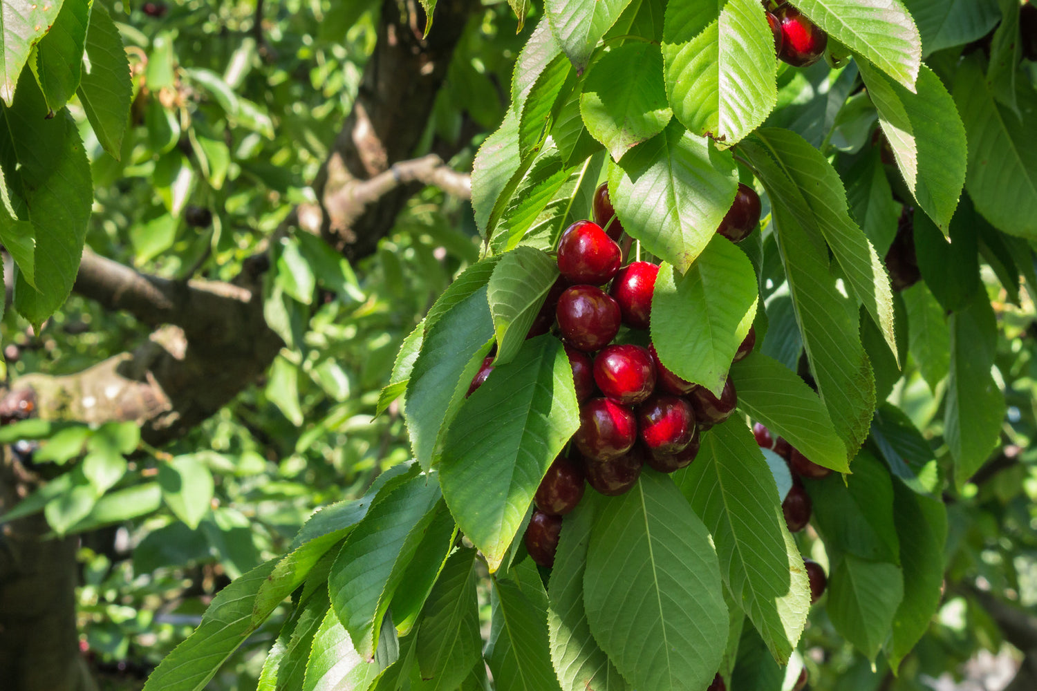 CHERRY VAN / VAN CHERRY